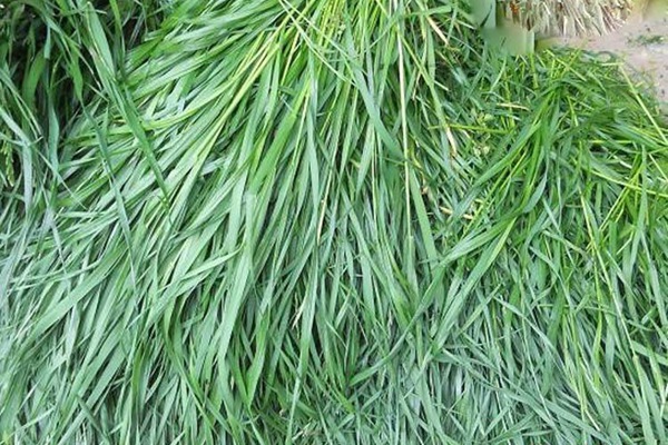特高黑麥草