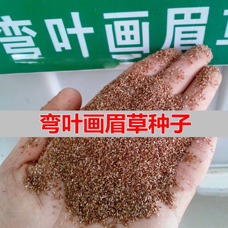 彎葉畫(huà)眉草
