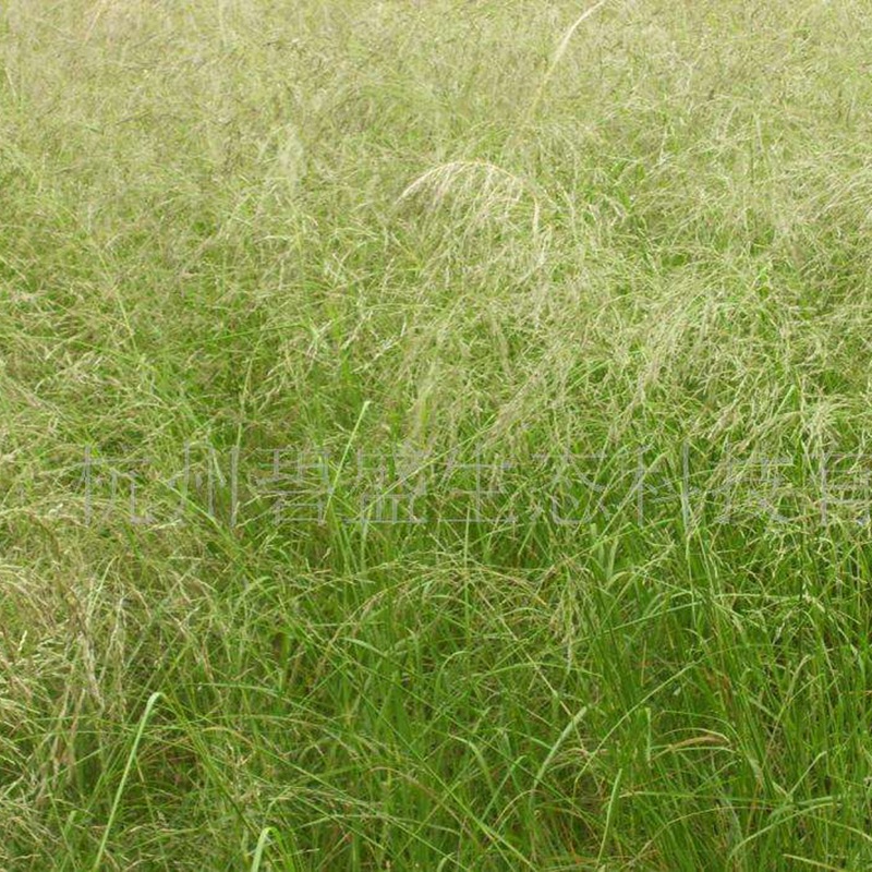 彎葉畫(huà)眉草