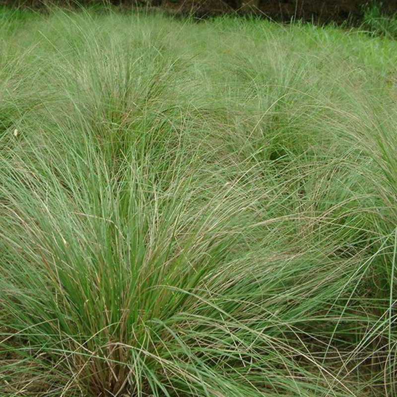 彎葉畫(huà)眉草