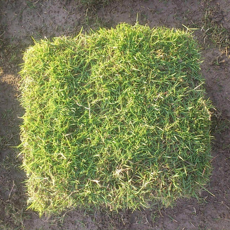 臺灣草
