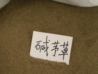 堿茅草種子