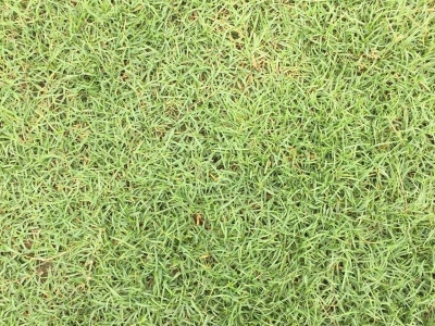 夏威夷草種子
