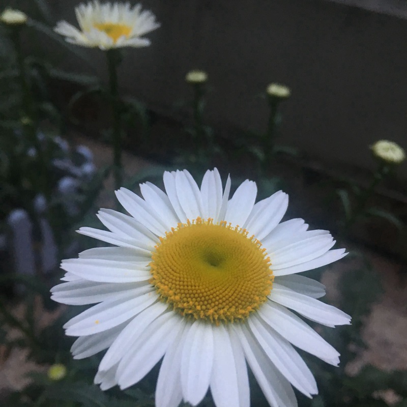 大濱菊