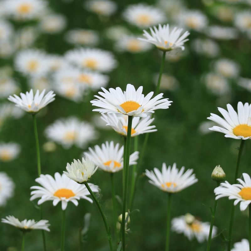 大濱菊