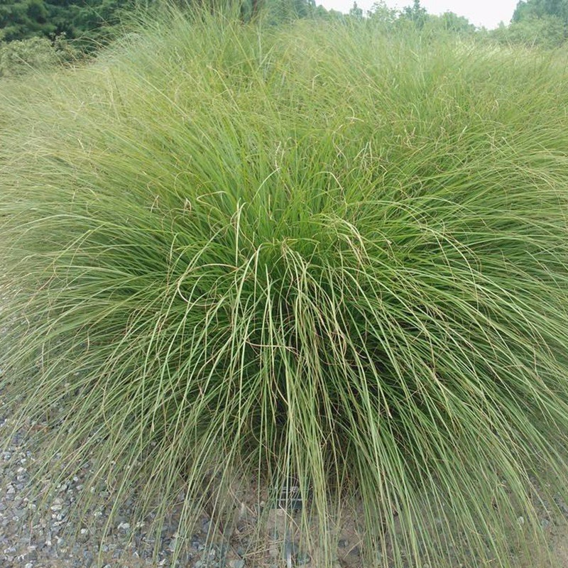 細葉芒