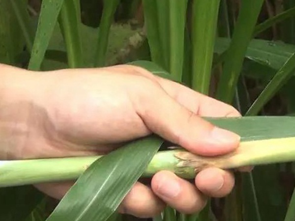 竹鼠粗糧—皇竹草種植方法與播種技術