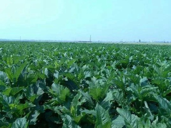 串葉松香草人工種植的時(shí)候怎么樣能高產(chǎn)？