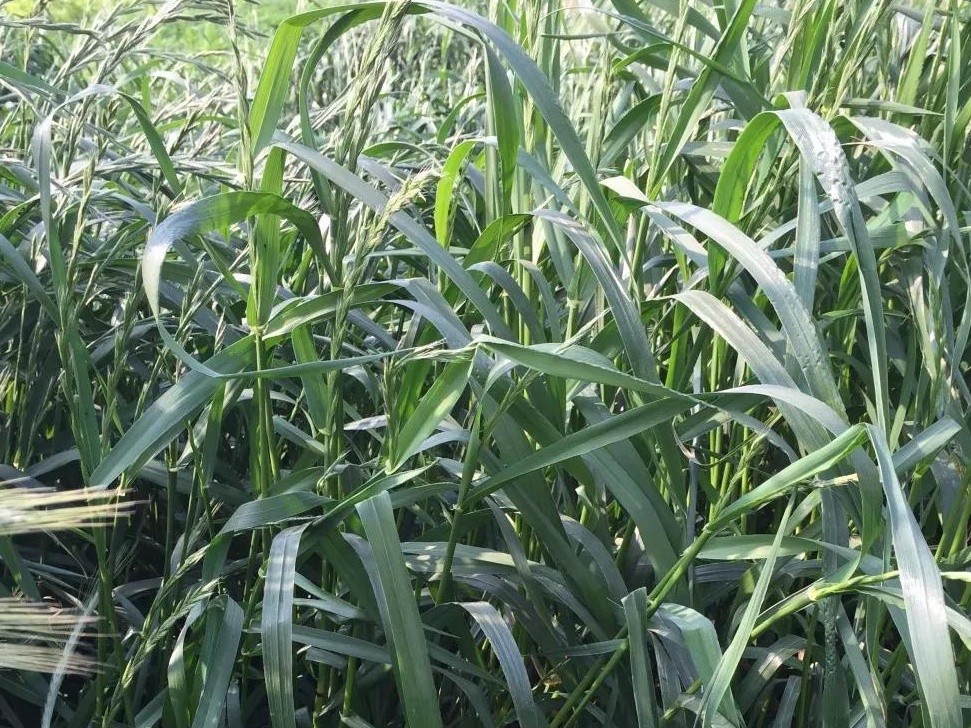 綠肥-黑麥草牧草種子【一年生黑麥草、冬牧-70】