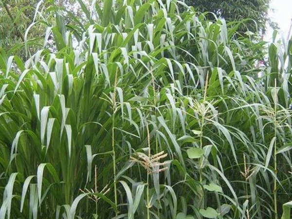一畝地皇竹草能養(yǎng)幾只羊?可以養(yǎng)多少頭牛在南方地區(qū)？