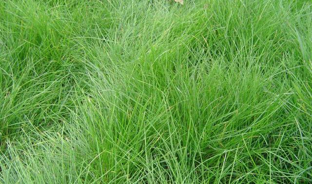冷季型草坪種子紫羊茅種植起來居然會(huì)這么簡單