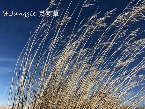 芨芨草飼用價(jià)值？——耐寒耐旱耐鹽堿