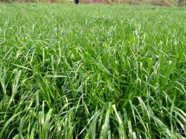 多年生黑麥草是什么？多年生黑麥草的種植方法是什么？