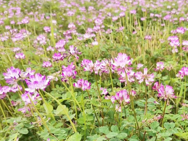 “草籽花”紫云英——滿滿的美好回憶 “草籽花”紫云英——滿滿的美好回憶