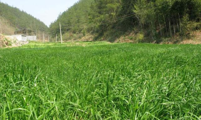 一次種植，多次收益的優(yōu)質(zhì)牧草——多年生黑麥草