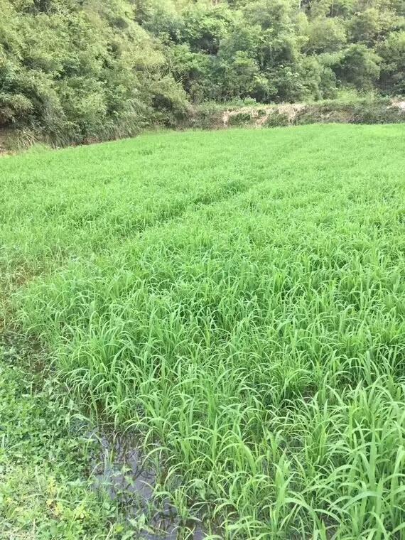 種植小米草的優(yōu)勢(shì)在哪里？養(yǎng)殖小龍蝦怎么樣？