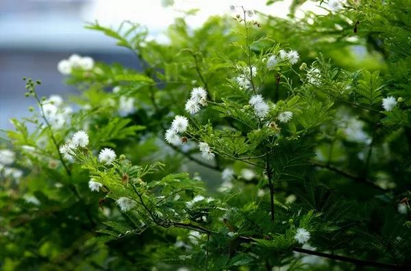 賞花——【銀合歡】主要價(jià)值