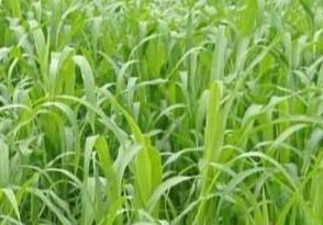 高丹草如何養(yǎng)殖，種植方法是什么？