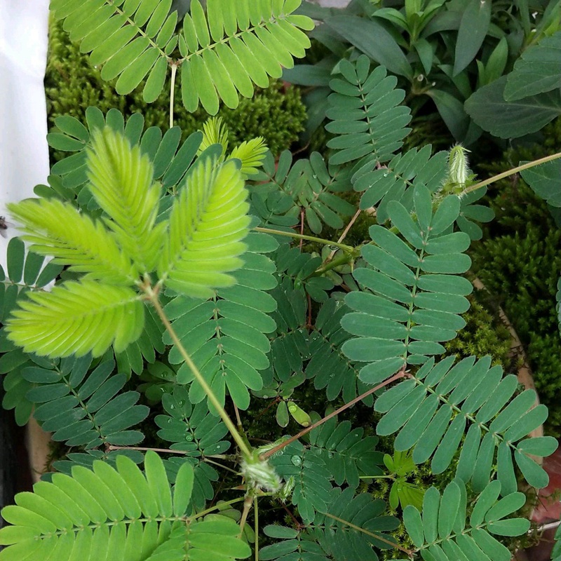 含羞草