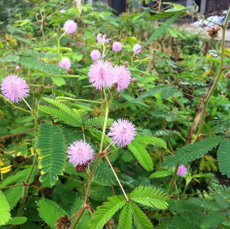 含羞草