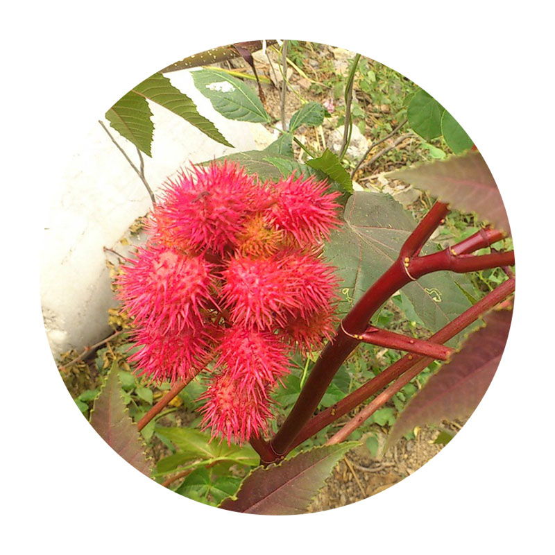 紅色蓖麻
