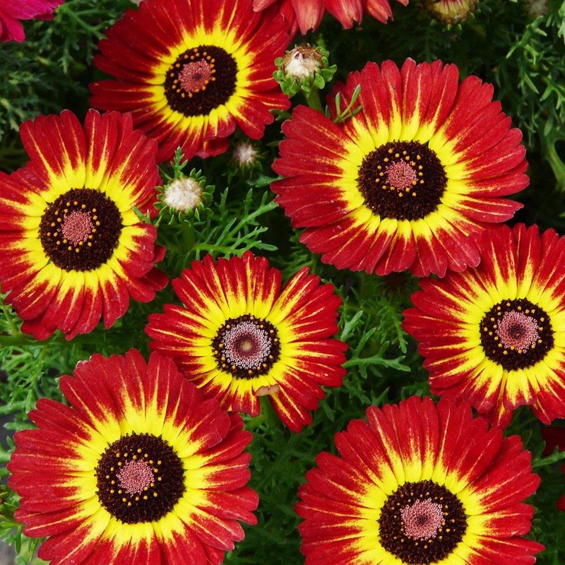 花環(huán)菊