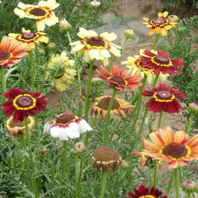 花環(huán)菊