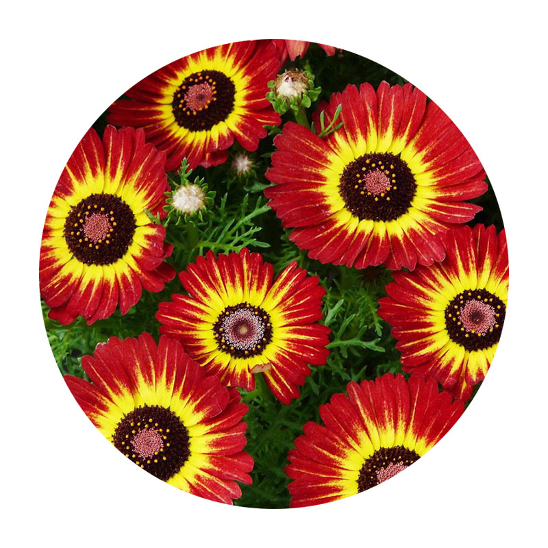 花環(huán)菊