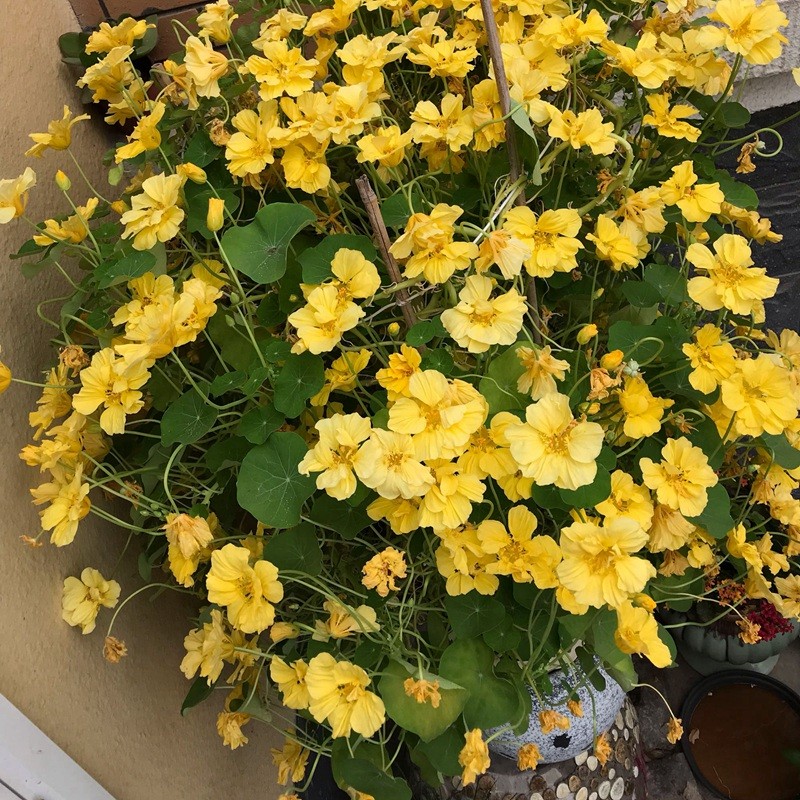 旱金蓮