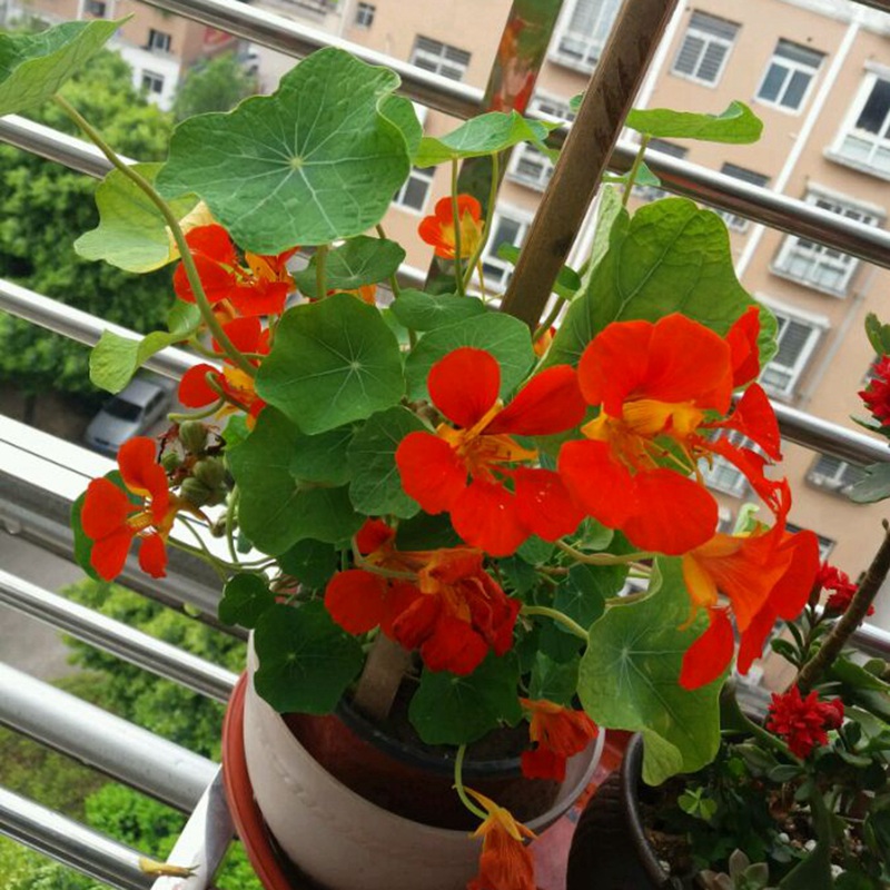 旱金蓮