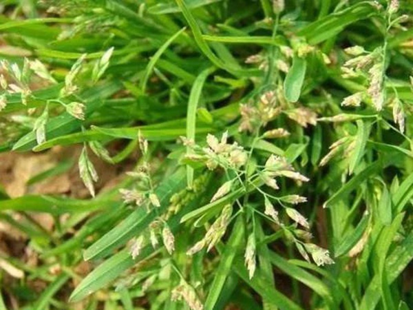 早熟禾，處理方法