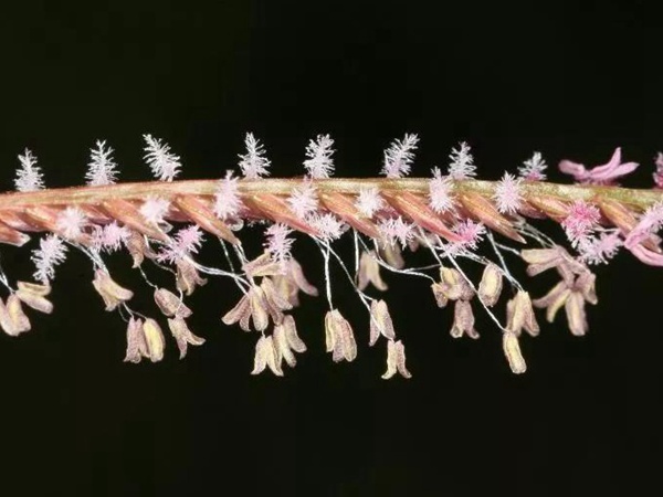 狗牙根品種基本介紹，種植效果