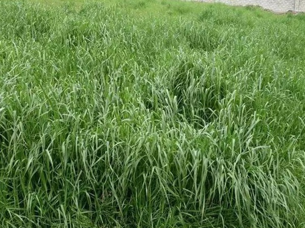 紅三葉種子種植方法？批發(fā)價(jià)格多少錢一斤？