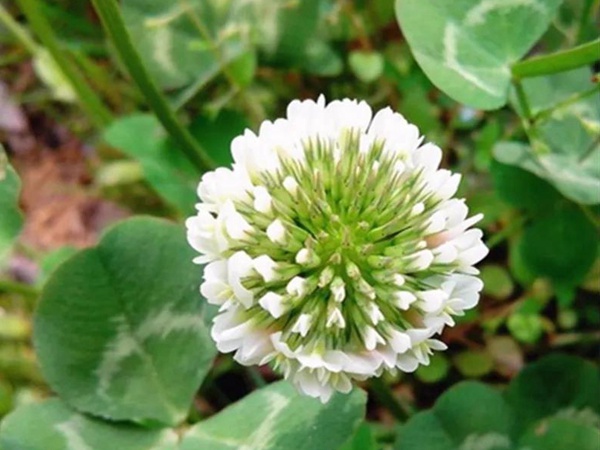 優(yōu)質(zhì)牧草白三葉草種——栽培技術(shù)