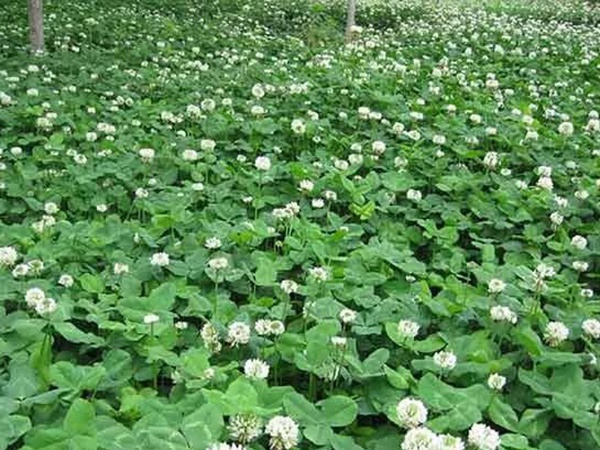 種植白三葉，不但可以綠化環(huán)境，而且改善空氣質(zhì)量