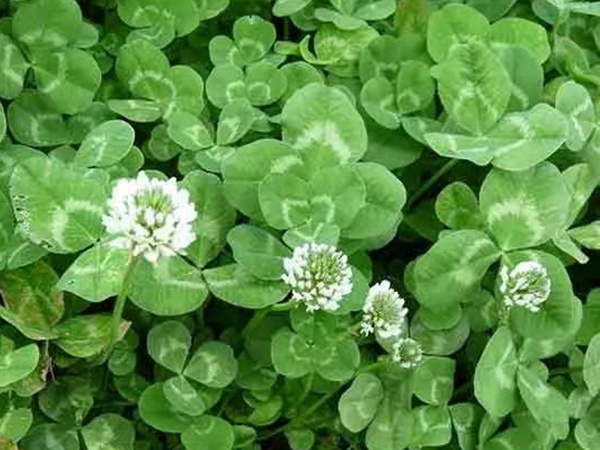 種植白三葉，不但可以綠化環(huán)境，而且改善空氣質(zhì)量