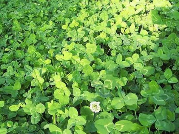 種植白三葉，不但可以綠化環(huán)境，而且改善空氣質(zhì)量