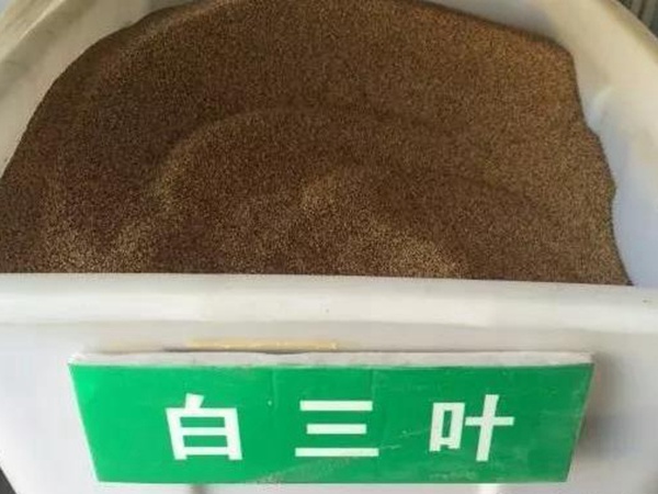 白三葉在北方最佳種植時(shí)間是什么時(shí)候？