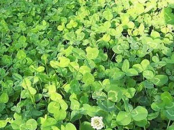 白三葉在北方最佳種植時(shí)間是什么時(shí)候？