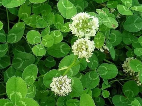 白三葉——種植簡(jiǎn)單的草坪