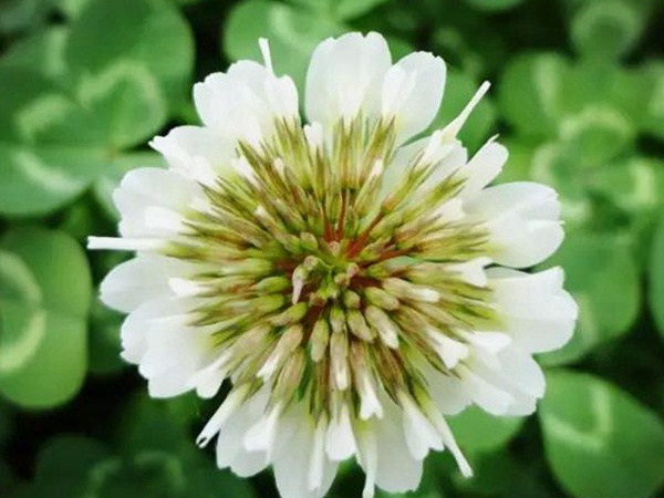 白三葉種植技術(shù)和方法，報價哪家靠譜