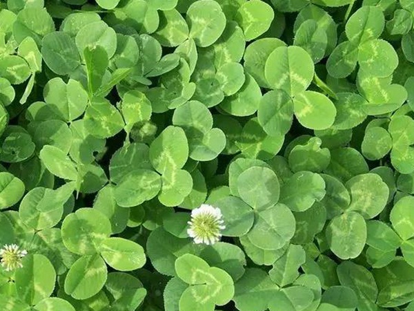 白三葉種植技術(shù)和方法，報價哪家靠譜