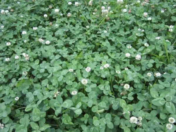 白三葉種植技術(shù)和方法，報價哪家靠譜