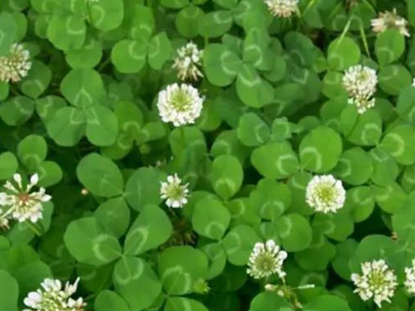 白三葉種植技術(shù)和方法，報價哪家靠譜