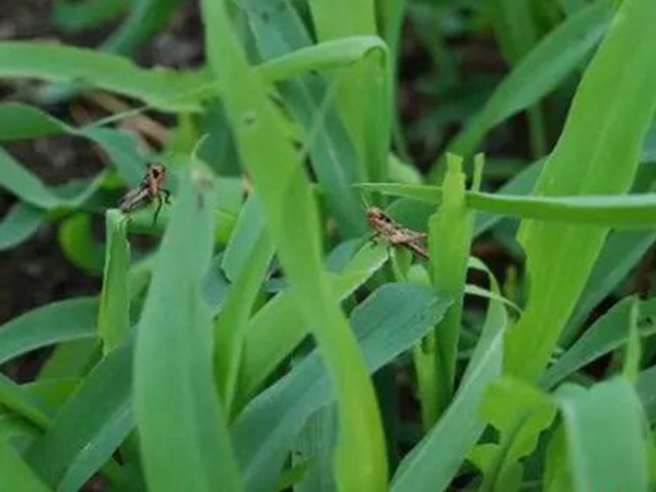 墨西哥玉米草如何種植，種植方法是什么