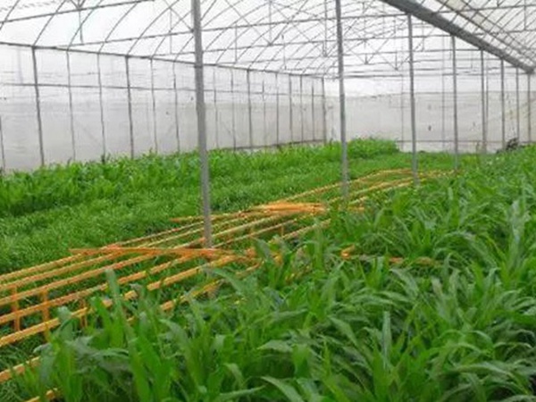墨西哥玉米草如何種植，種植方法是什么