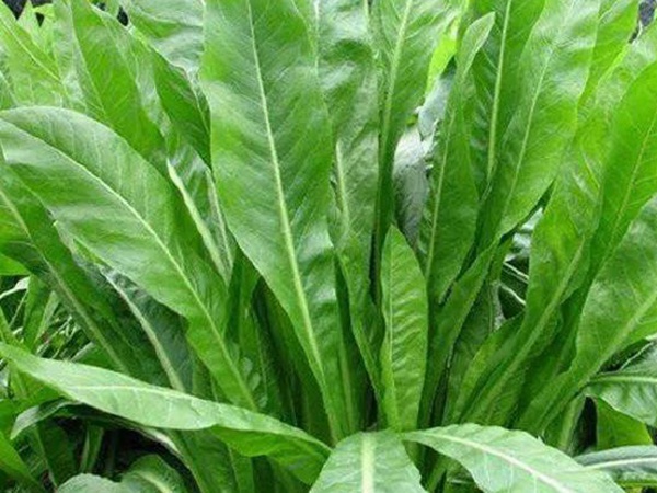 「菊苣」播種前準(zhǔn)備與種植方法
