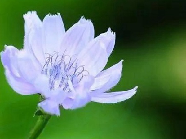 【菊苣】菊苣的播種方法與養(yǎng)護(hù)技術(shù)