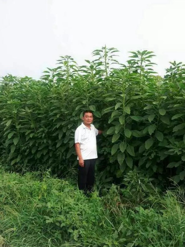 籽粒莧是一種什么植物，又什么作用