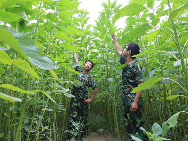 籽粒莧是一種什么植物，又什么作用